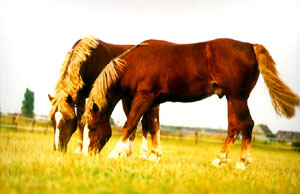 CAL RUSESC DE MARE TRACTIUNE